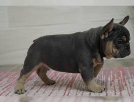 Bouledogue cucciolona con pedigree enci