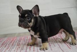 Bouledogue cucciolona con pedigree enci