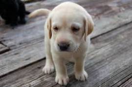  Labrador retriever con pedigree 