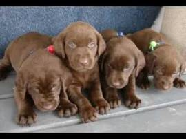  Labrador retriever con pedigree 