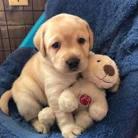  Labrador retriever con pedigree 