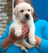 Meravigliosi LABRADOR RETRIEVER vaccinati