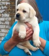 Meravigliosi LABRADOR RETRIEVER vaccinati