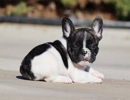 bouledogue - bulldog francese bianchi e neri cuccioli