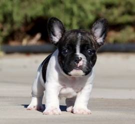 bouledogue - bulldog francese bianchi e neri cuccioli