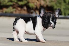 bouledogue - bulldog francese bianchi e neri cuccioli