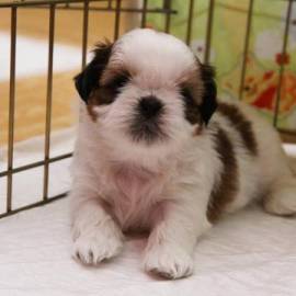 Cuccioli di Shitzu maschio e femmina