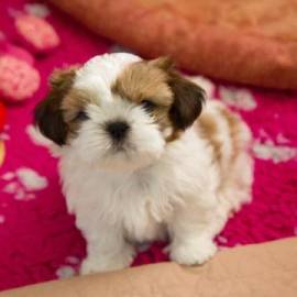 Cuccioli di Shitzu maschio e femmina