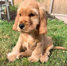 Bellissimi cuccioli di cocker spaniel