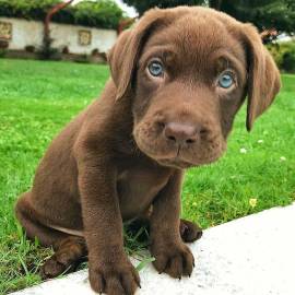 Cuccioli Di LABRADOR CHOCOLATE