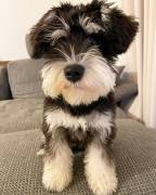 cucciole di schnauzer