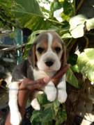 Cuccioli di BEAGLE maschio e femmina