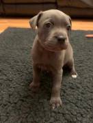 cuccioli di Amstaff blue