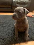 cuccioli di Amstaff blue