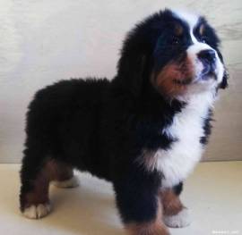  CUCCIOLA BOVARO DEL BERNESE