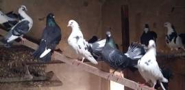 Galline nagasaki e colombi pavoncelle