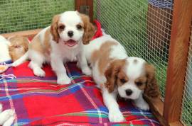 Cuccioli di Cavalier king Pedigree Enci