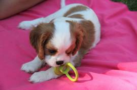 Cuccioli di Cavalier king Pedigree Enci