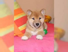 Disponibili cuccioli di Shiba Inu