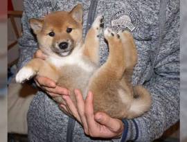 Cucciolo di Shiba Inu