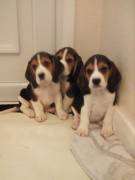 Fantastici cuccioli Beagle di 2 mesi