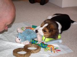 Fantastici cuccioli Beagle di 2 mesi