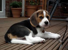 Fantastici cuccioli Beagle di 2 mesi