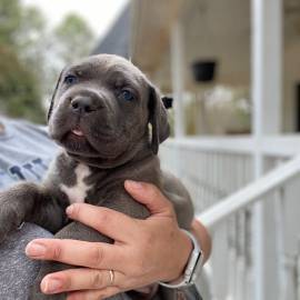 Cuccioli Cane Corso