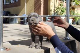 Cuccioli Cane Corso