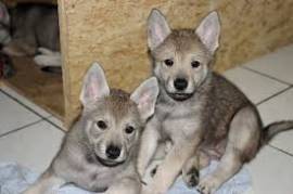 Bellissimi Cuccioli di lupo Cecoslovacco