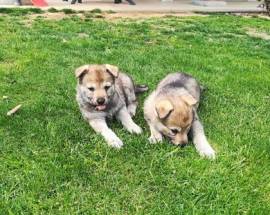 Bellissimi Cuccioli di lupo Cecoslovacco