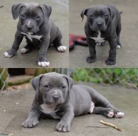 American Amstaff cuccioli