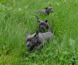 American Amstaff cuccioli