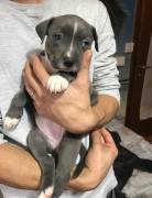 American Amstaff cucciola