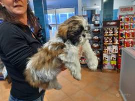 Shih Tzu Maschio  e Femmina