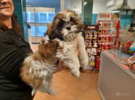 Shih Tzu Maschio  e Femmina