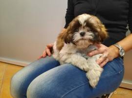 Shih Tzu Maschio  e Femmina