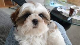 Shih tzu