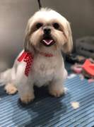 Shih tzu