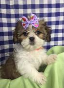 Cuccioli di Shih Tzu adorabili