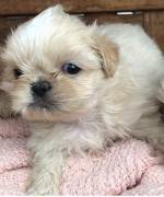 Cuccioli di Shih Tzu adorabili