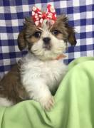 Cuccioli di Shih Tzu adorabili