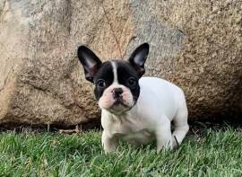 Cucciola di Bouledogue Francese Bianca e Nera