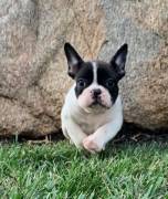 Cucciola di Bouledogue Francese Bianca e Nera