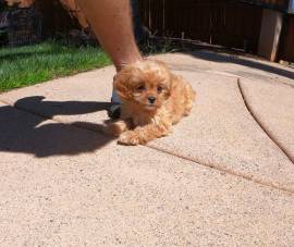  Cuccioletto di maltipoo 