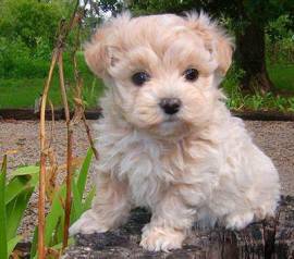  Cuccioletti di maltipoo 