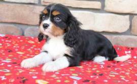  Cuccioli di cavalier king 