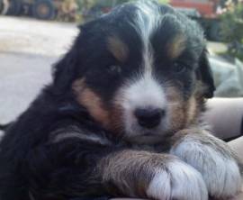 Vendo cuccioli di bovaro del bernese