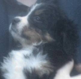 Vendo cuccioli di bovaro del bernese