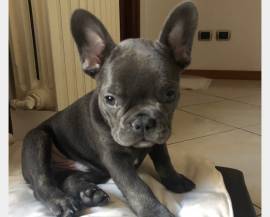 BOULEDOGUE FRANCESE CUCCIOLI